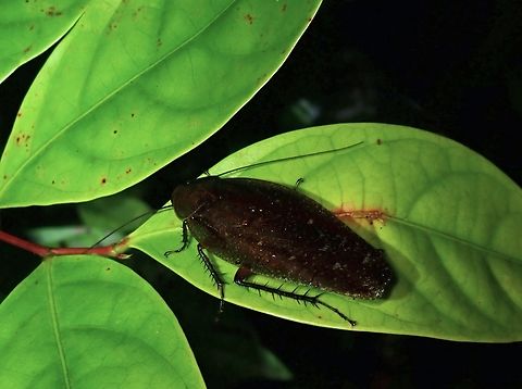 Common but Uncommon  Cockroach,Giant Cockroach,Malaysia,Rhabdoblatta mentawiensis,Sabah
