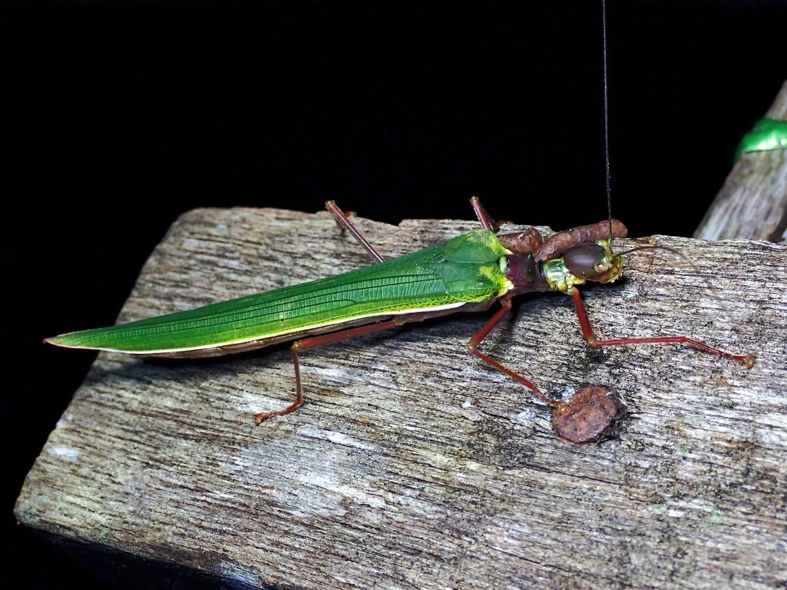 Phasmid/Stick Insect - Calvisia virbius  Calvisia virbius,Malaysia,Phasmatodea,Phasmid,Phasmida,Sabah,Stick Insect
