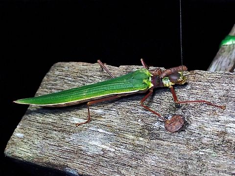 Phasmid/Stick Insect - Calvisia virbius  Calvisia virbius,Malaysia,Phasmatodea,Phasmid,Phasmida,Sabah,Stick Insect