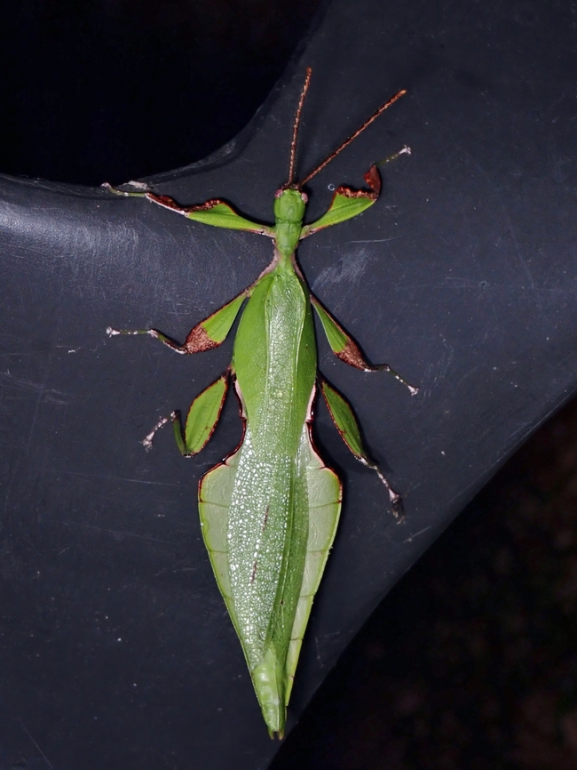 A rare Leaf! x2<br />
Male, newly described in 2017, females not known yet. Malaysia,Phasmatodea,Phasmid,Phasmida,Phyllium chenqiae,Sabah,Stick Insect