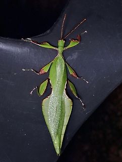 A rare Leaf! x2
Male, newly described in 2017, females not known yet. Malaysia,Phasmatodea,Phasmid,Phasmida,Phyllium chenqiae,Sabah,Stick Insect