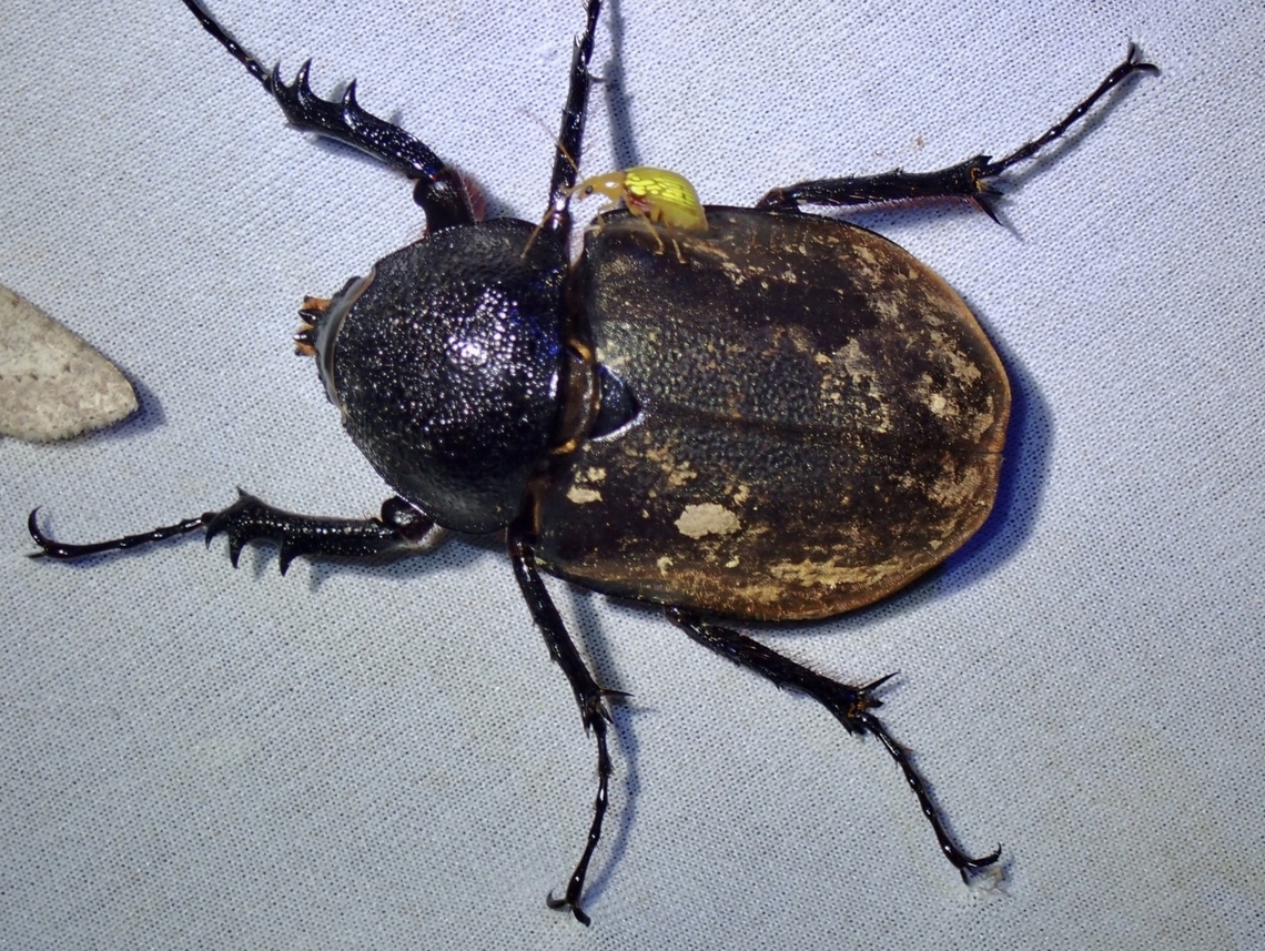 True Rhinoceros Beetle Sub-species Chalcosoma atlas keyboh<br />
The tiny Flea Beetle on it has quite unique markings and is probably a yet to be described species. Atlas Beetle,Atlas beetle,Beetle,Chalcosoma atlas,Chalcosoma atlas keyboh,Malaysia,Rhinoceros Beetle,Sabah,True Rhinoceros Beetle