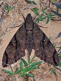 Hawkmoth - Cerberonoton rubescens  Cerberonoton rubescens,Hawkmoth,Malaysia,Moth,Sabah