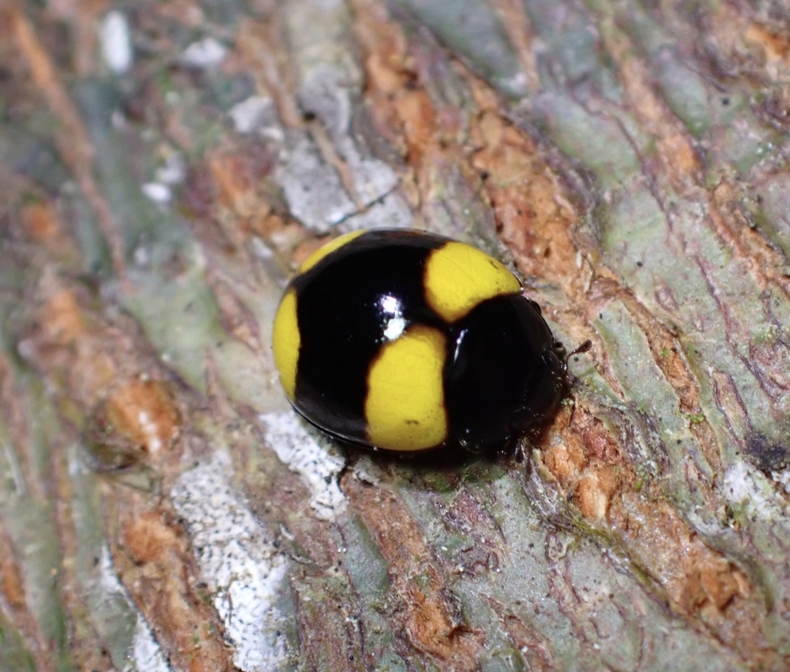Lady Beetle - Ballida brahamae  Ballida brahamae,Beetle,Lady Beetle,Malaysia,Penang