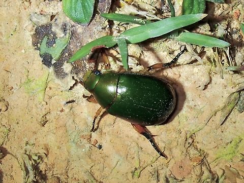Suspected Shining Leaf Chafer Suspected to be similar to other Shining Leaf Chafers, described in 1994 Beetle,Leaf Chafer,Malaysia,Mimela suspecta,Sabah,Shining Leaf Chafer