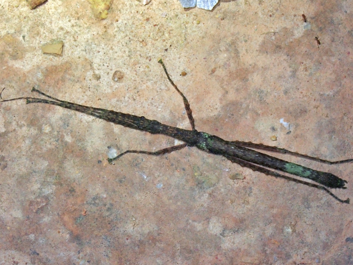 Phasmid/Stick Insect - Neoasceles hipponoe Male Malaysia,Neoasceles hipponoe,Phasmatodea,Phasmid,Phasmida,Sabah,Stick Insect