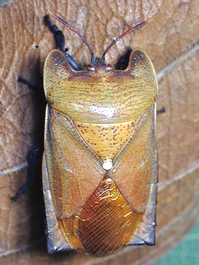 All Squared!  Malaysia,Sabah,Sanganus jenseni,Shield Bug