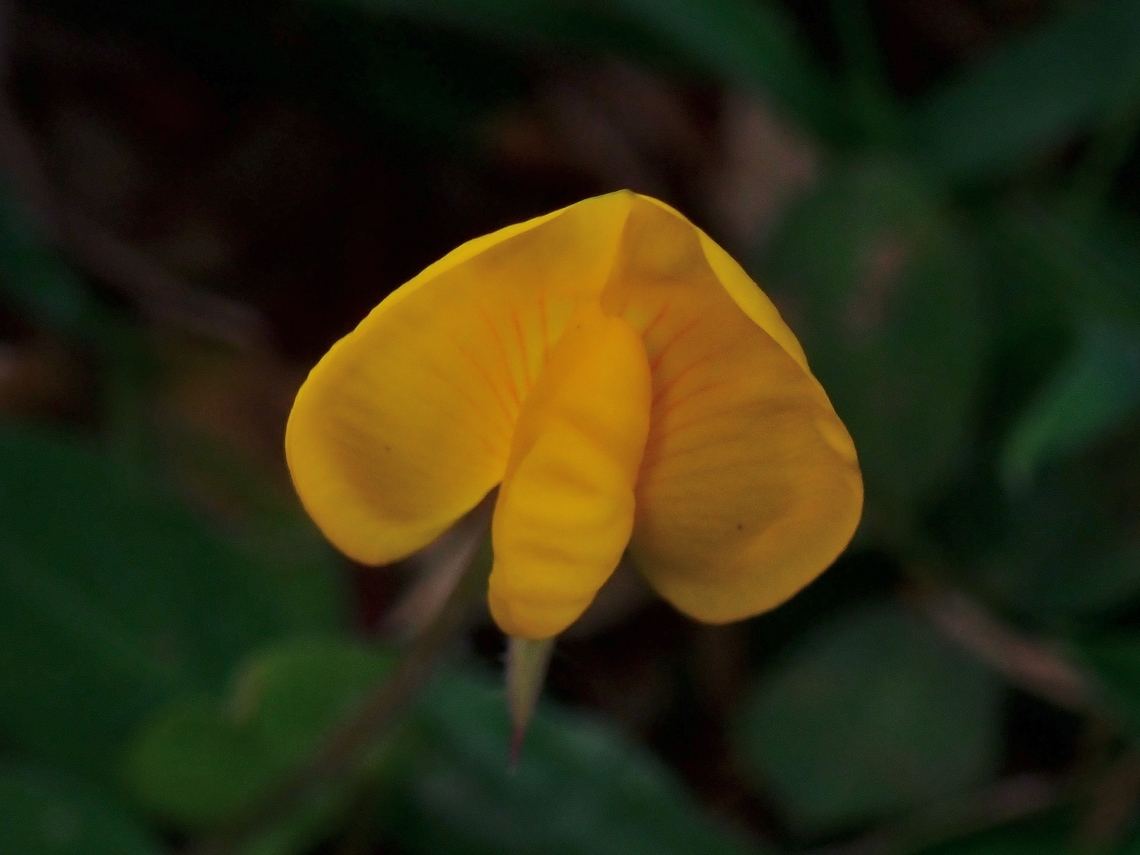 Pinto Peanut - Arachis pintoi  Arachis pintoi,Flower,Malaysia,Pinto Peanut,Sabah