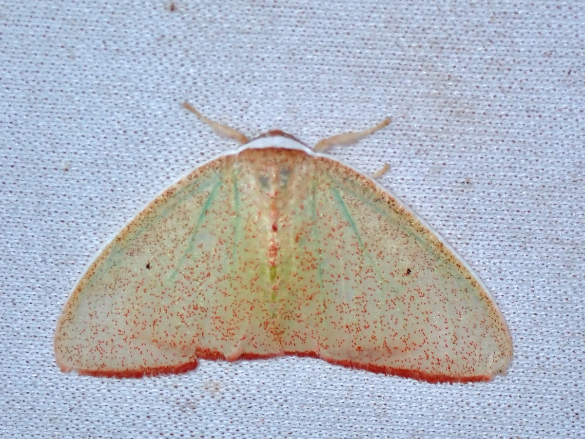 Tussock Moth - Arctornis micacea  Arctornis micacea,Malaysia,Moth,Sabah,Tussock Moth