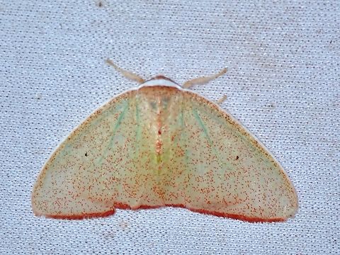 Tussock Moth - Arctornis micacea  Arctornis micacea,Malaysia,Moth,Sabah,Tussock Moth