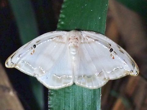 Hooktip Moth - Callidrepana gelidata  Callidrepana gelidata,Hooktip Moth,Malaysia,Moth,Sabah