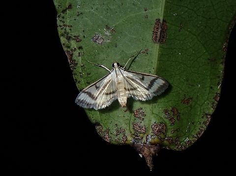 Pearl Moth - Perisyntrocha anialis  Malaysia,Moth,Pearl Moth,Perisyntrocha anialis,Sabah