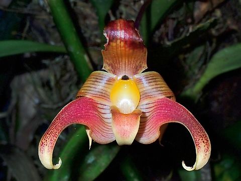 Orchid Sub-Species Bulbophyllum lobbii lobbii Bulbophyllum lobbii,Bulbophyllum lobbii lobbii,Lobbs bulbophyllum,Malaysia,Orchid,Sabah