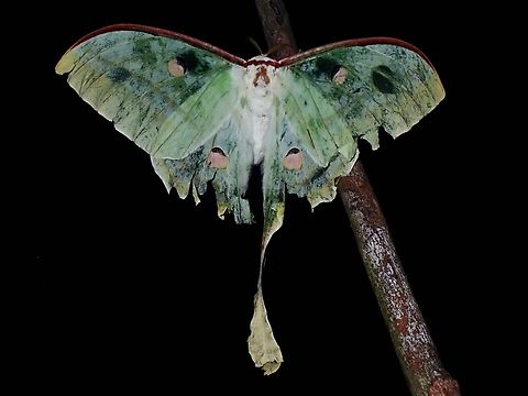 Battered but still a Beauty!  Actias selene,Luna Moth,Malaysia,Moon Moth,Moth,Sabah