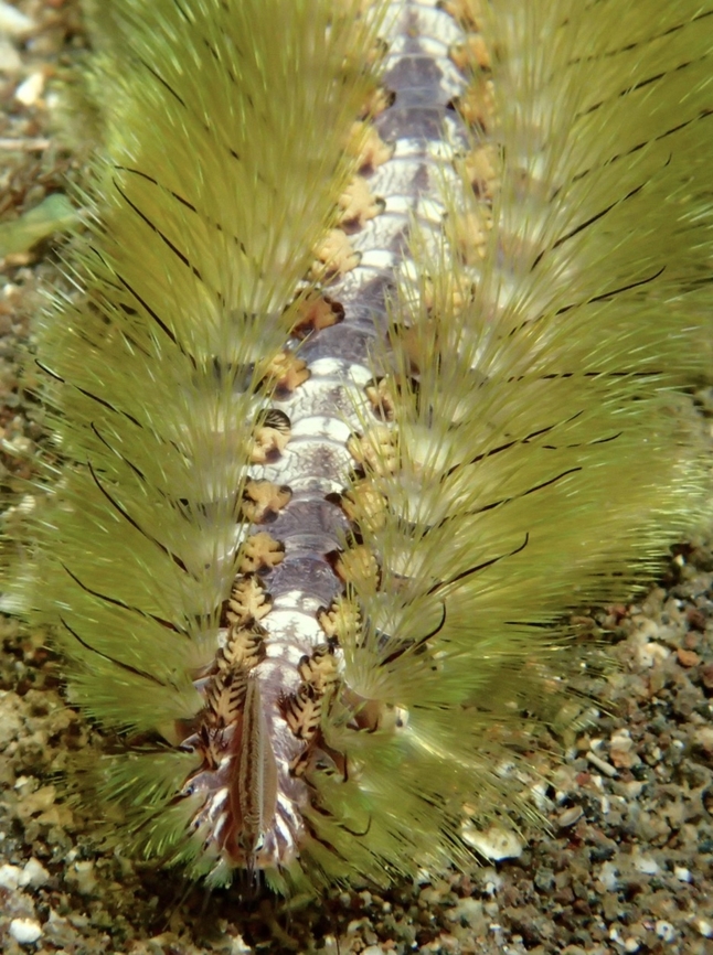 FireWorm - Chloeia bemisae  Anilao,Batangas,Chloeia bemisae,Fireworm,Philippines
