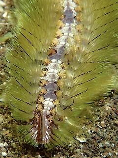 FireWorm - Chloeia bemisae  Anilao,Batangas,Chloeia bemisae,Fireworm,Philippines