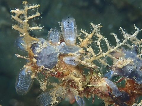 Lightbulb Tunicates - Clavelina obesa  Anilao,Batangas,Clavelina obesa,Lightbulb Tunicates,Philippines,Tunicates