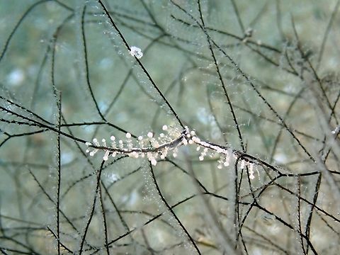 Nudibranch - Eubranchus putnami This Nudibranch has been photographed for many years but was only described recently in 2023. Anilao,Batangas,Eubranchus putnami,Nudibranch,Philippines