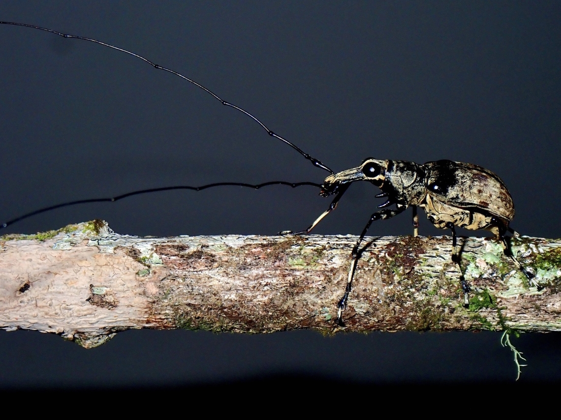 Fungus Weevil - Acanthothorax longicornis  Acanthothorax longicornis,Fungus Weevil,Malaysia,Sabah,Weevil