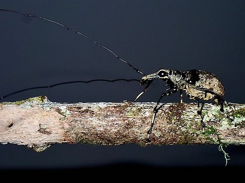 Acanthothorax longicornis