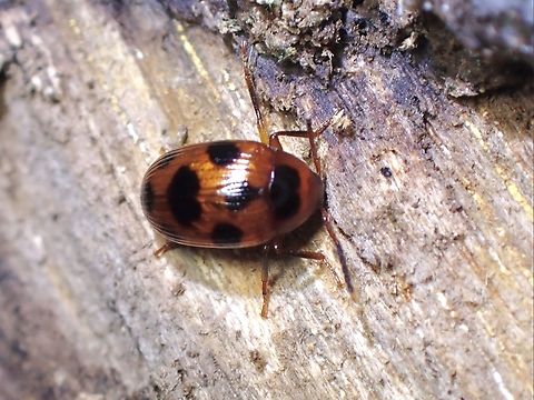 Amarygmus nigromaculatus