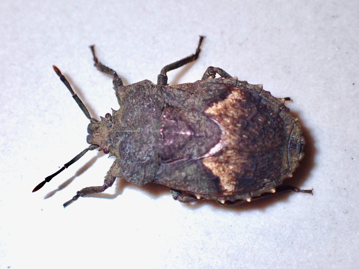 Dinidorid Bug - Megymenum spinosum  Anilao,Batangas,Dinidorid Bug,Megymenum spinosum,Philippines