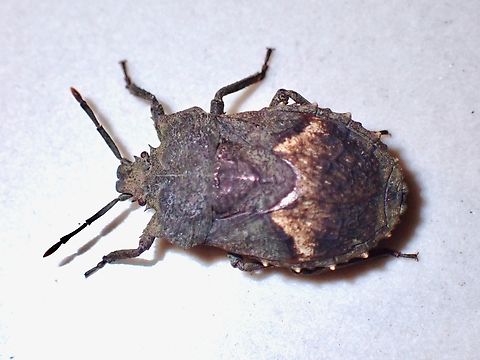 Dinidorid Bug - Megymenum spinosum  Anilao,Batangas,Dinidorid Bug,Megymenum spinosum,Philippines