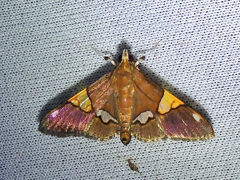 Pearl Moth - Heterocnephes lymphatalis  Heterocnephes lymphatalis,Malaysia,Moth,Pearl Moth,Sabah