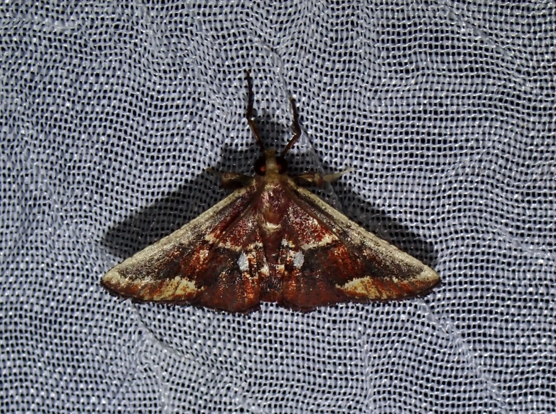 Moth - Zitha torridalis  Dumaran,Malaysia,Moth,Palawan,Philippines,Sabah,Zitha torridalis