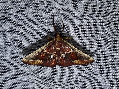 Moth - Zitha torridalis  Dumaran,Malaysia,Moth,Palawan,Philippines,Sabah,Zitha torridalis