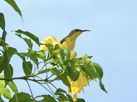 Olive-Backed Sunbird - Cinnyris jugularis aurora Sub-species Cinnyris jugularis aurora from Philippines Birs,Cinnyris jugularis,Cinnyris jugularis aurora,Olive-Backed Sunbird,Olive-backed sunbird,Palawan,Philippines,Sunbird