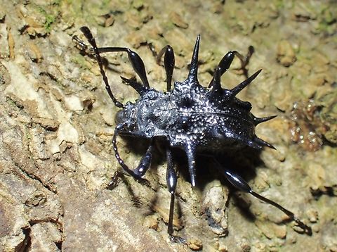 Handsome Fungus Beetle - Cacodaemon satanas  Beetle,Cacodaemon satanas,Fungus Beetle,Handsome Fungus Beetle,Malaysia,Sarawak