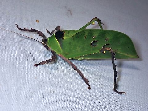 Malaysian Katydid - Ancylecha fenestrata  Ancylecha fenestrata,Katydid,Malaysia,Malaysian Katydid,Sabah