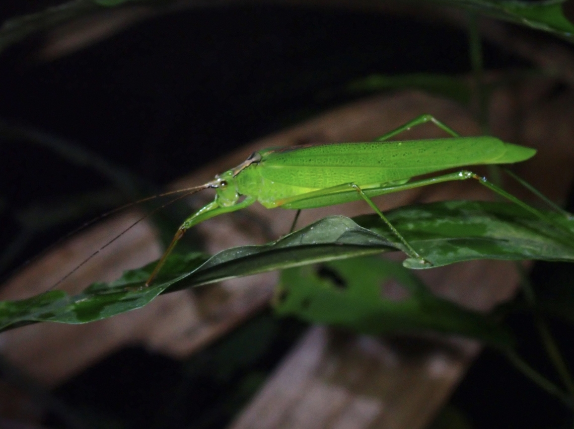 Leaf Katydid - Elimaea signata  Elimaea signata,Katydid,Leaf Katydid,Malaysia,Penang