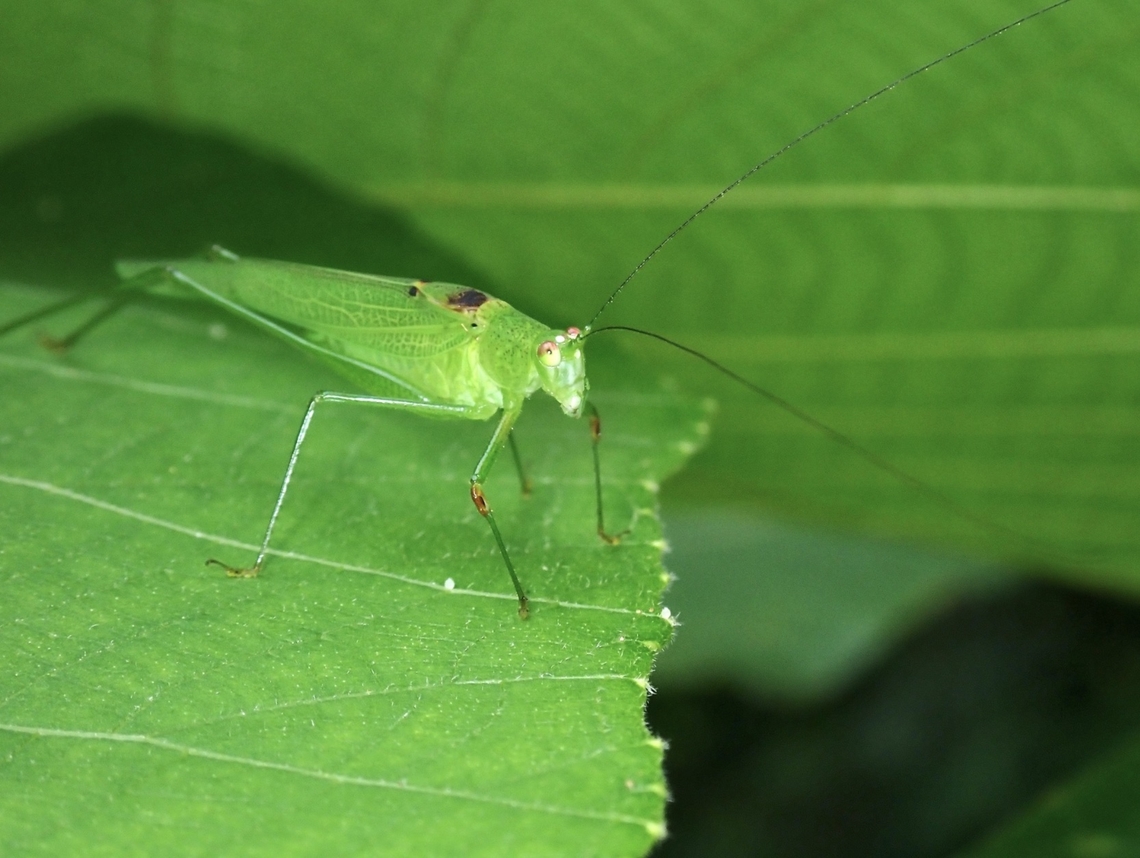 Leaf Katydid - Phaneroptera brevis  Katydid,Leaf Katydid,Malaysia,Penang,Phaneroptera brevis