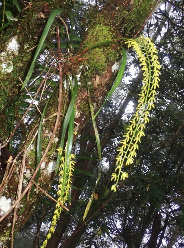 Orchid - Dendrochilum planiscapum  Dendrochilum planiscapum,Flat Plane Dendrochilum,Malaysia,Orchid,Sabah