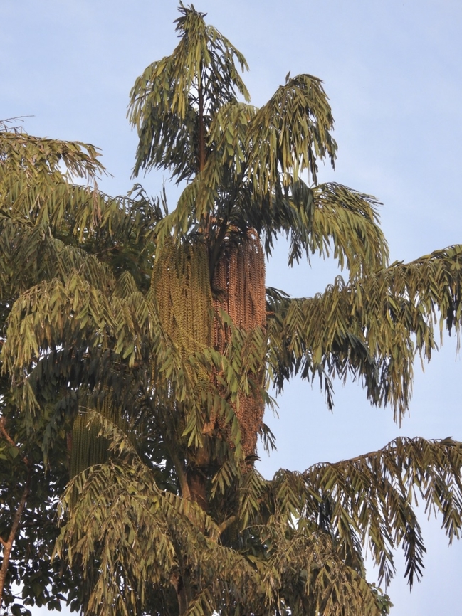 Jaggery Palm - Caryota urens  Caryota urens,Jaggery Palm,Malaysia,Pahang,Palm