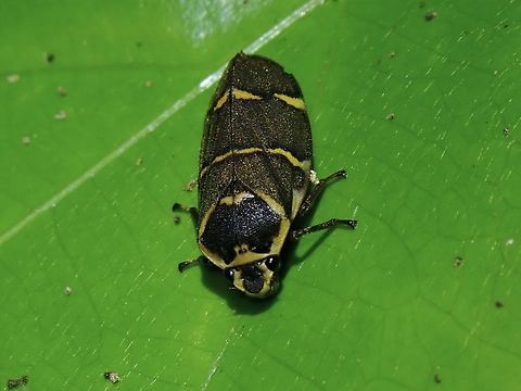 Froghopper - Phymatostetha cincta Endemic to Palawan Island Froghopper,Hopper,Palawan,Philippines,Phymatostetha cincta