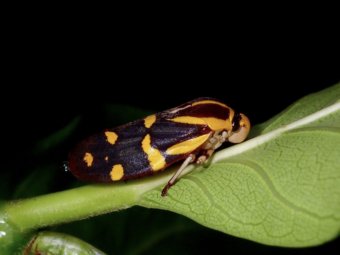 Froghopper - Phymatostetha perspicillaris Endemic to Philippines Albay,Froghopper,Philippines,Phymatostetha perspicillaris