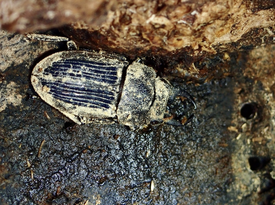 Stag Beetle - Aegus impressicollis patrici Sub-species Aegus impressicollis patrici Aegus impressicollis,Aegus impressicollis patrici,Beetle,Palawan,Philippines,Stag Beetle