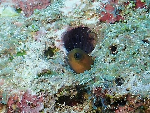Midas Combtooth Blend - Ecsenius midas  Blenny,Combtooth Blenny,Ecsenius midas,Fish,Maldives,Midas Combtooth Blenny