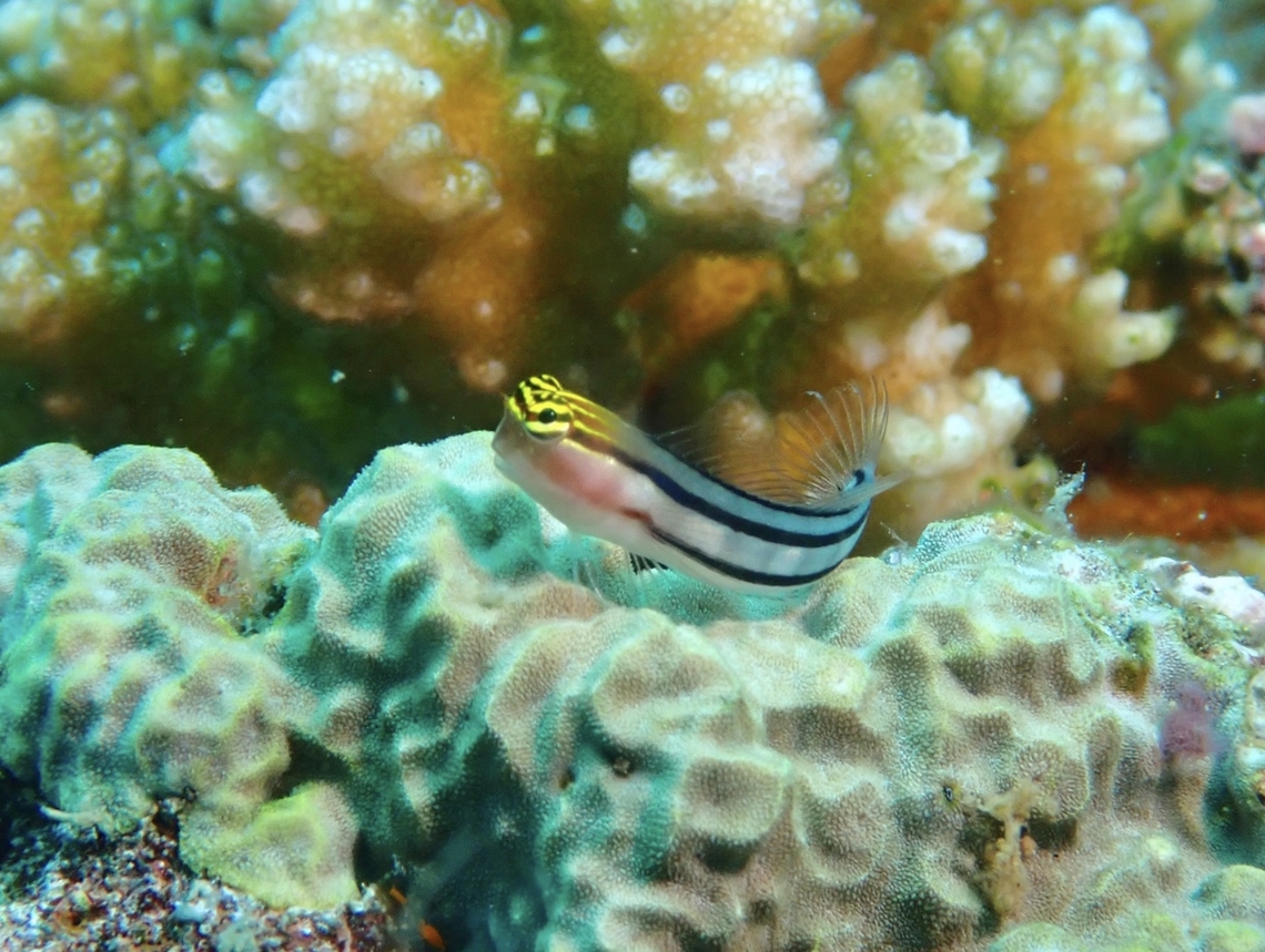 Twocoat Coralblenny - Ecsenius dilemma  Anilao,Batangas,Blenny,Coralblenny,Ecsenius dilemma,Fish,Philippines,Twocoat Coralblenny