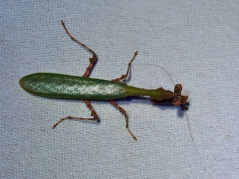 Flower Mantis - Psychomantis borneensis  Flower Mantis,Malaysia,Mantis,Praying Mantis,Psychomantis borneensis,Sabah