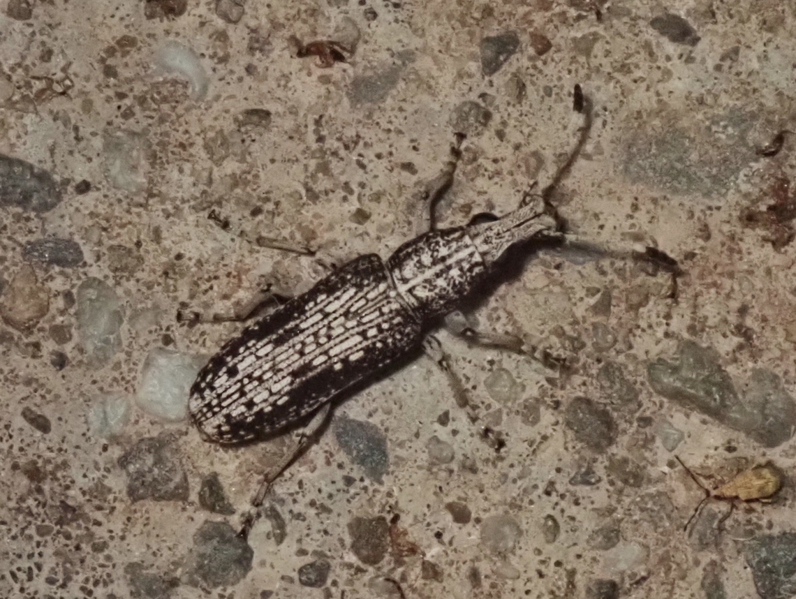 Fungus Weevil - Phloeopemon cinereum  Fungus Weevil,Malaysia,Phloeopemon cinereum,Sabah,Weevil