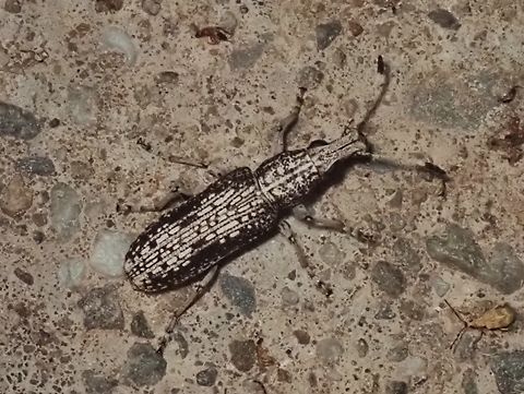 Phloeopemon cinereum