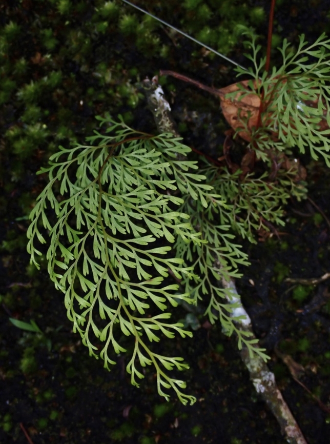 Fern - Odontosoria krameri  Fern,Malaysia,Odontosoria krameri,Pahang