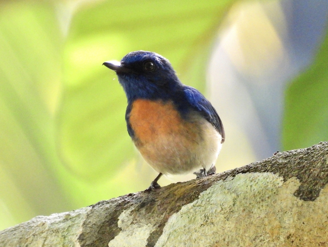 Malaysian Blue Flycatcher - Cyornis turcosus  Bird,Blue Flycatcher,Cyornis turcosus,Flycatcher,Malaysia,Malaysian Blue Flycatcher,Sabah