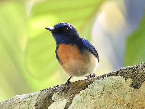 Malaysian Blue Flycatcher - Cyornis turcosus  Bird,Blue Flycatcher,Cyornis turcosus,Flycatcher,Malaysia,Malaysian Blue Flycatcher,Sabah