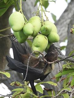 Indian Flying Fox - Pteropus giganteus Observation on Flying Fox Addu,Flying Fox,Gan,Indian Flying Fox,Maldives,Pteropus giganteus