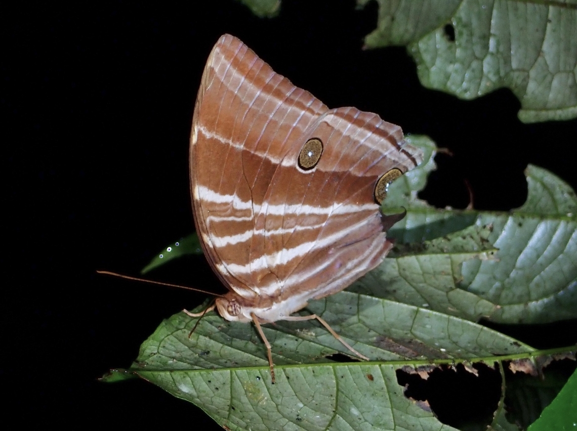 Perak Palm King - Amathusia perakana  Amathusia perakana,Butterfly,Malaysia,Palm King,Perak Palm King,Sarawak